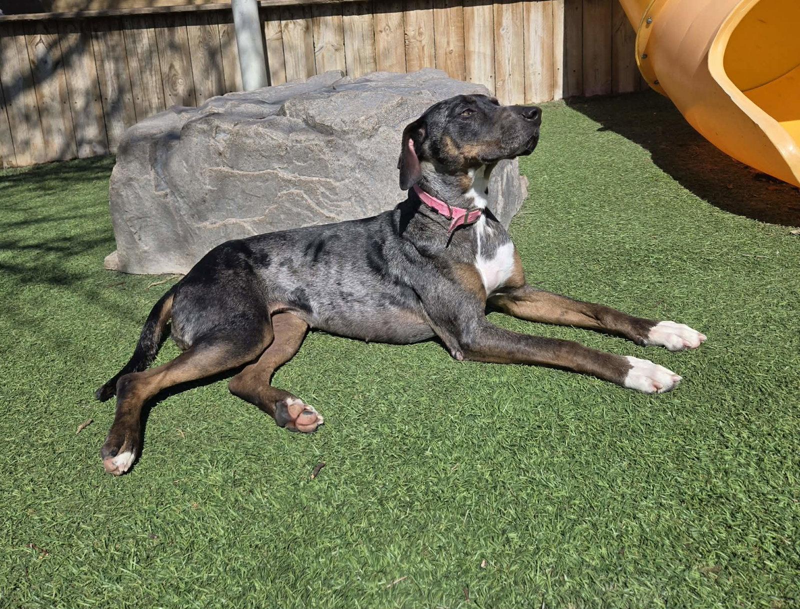 Allie, Adoptable, Adult Female Catahoula Leopard Dog & Hound.