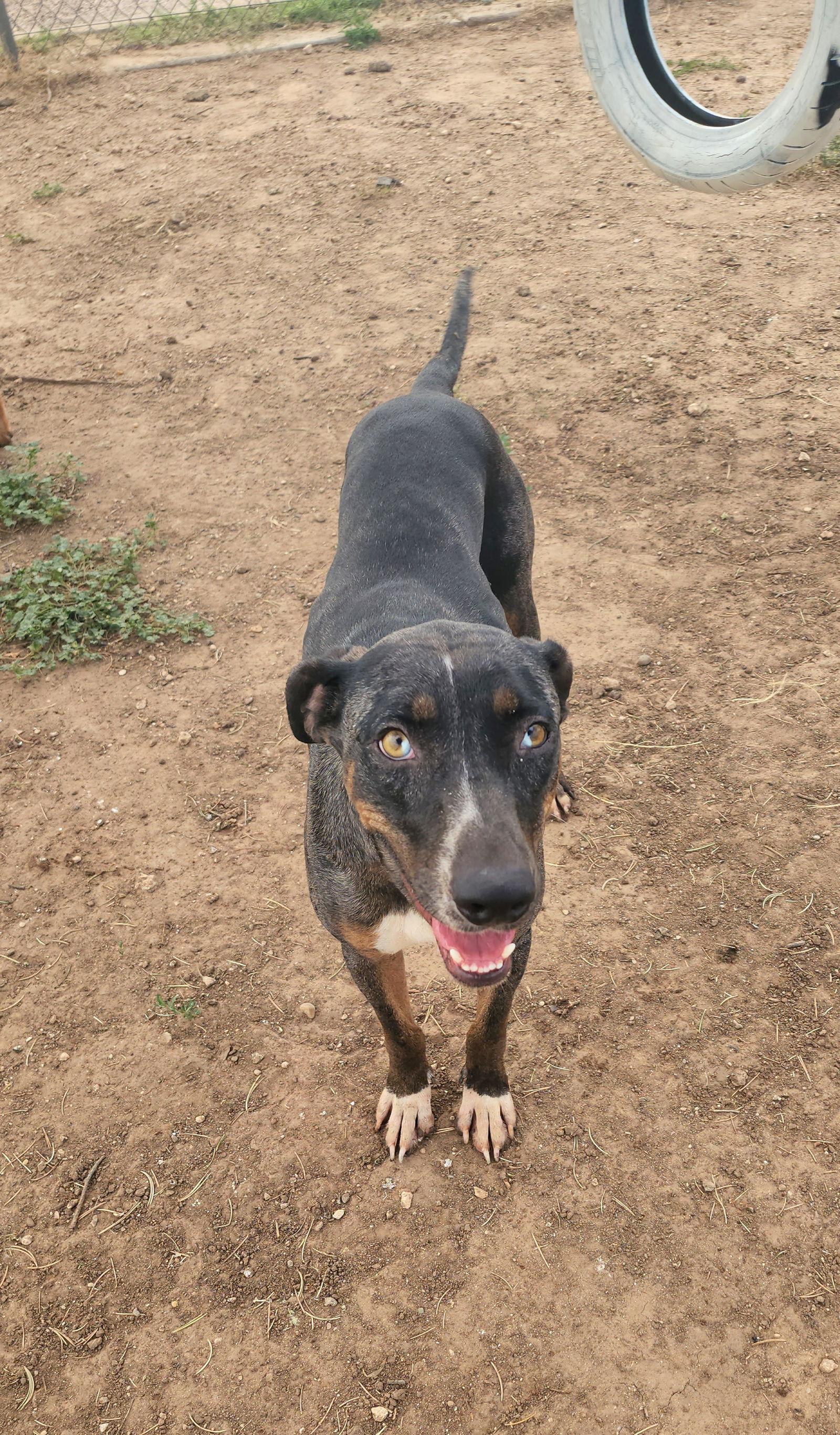 Allie, a Adoptable mixed breed in Coralville, IA image 2/3
