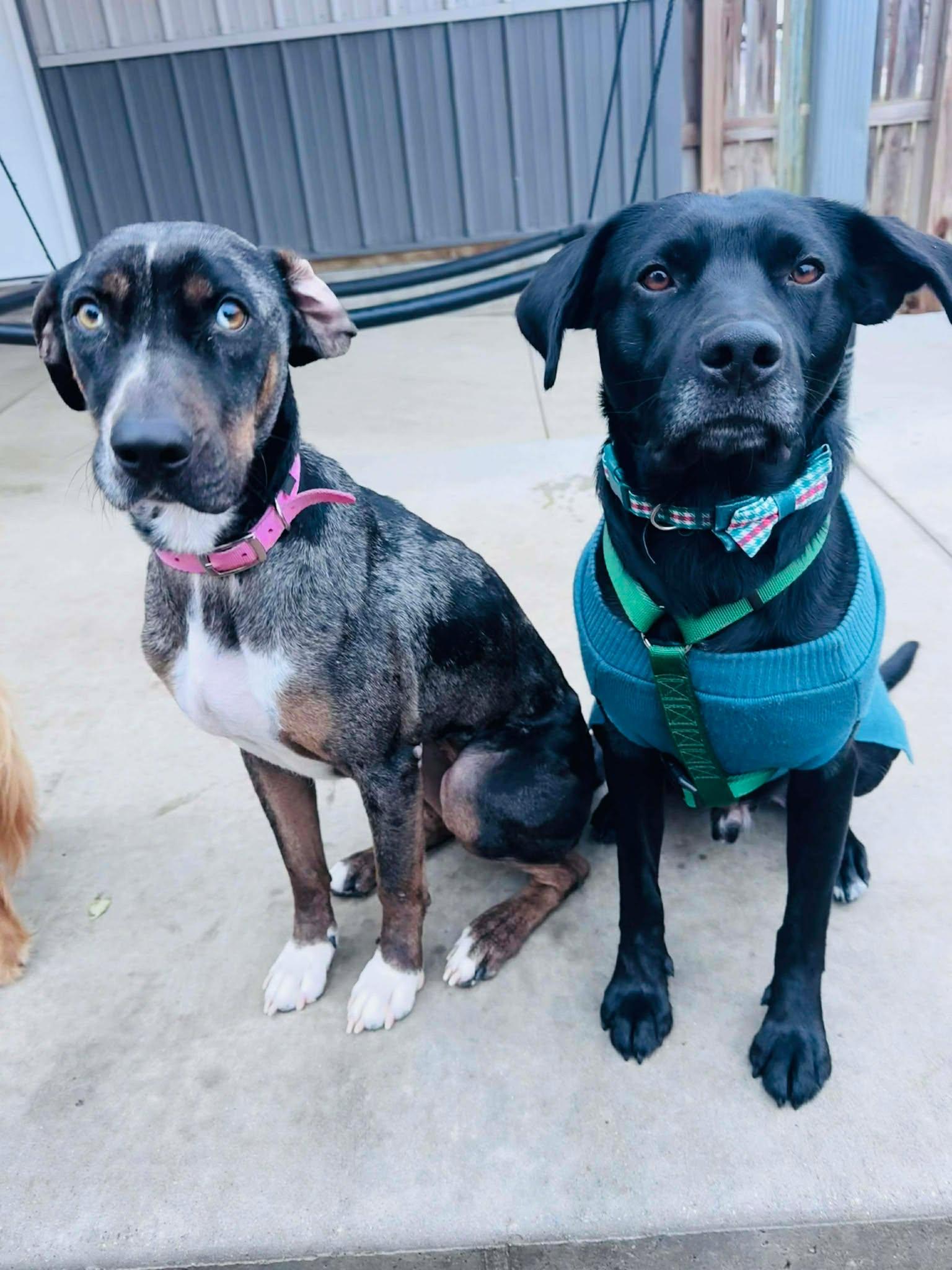 Allie, a Adoptable mixed breed in Coralville, IA image 3/3