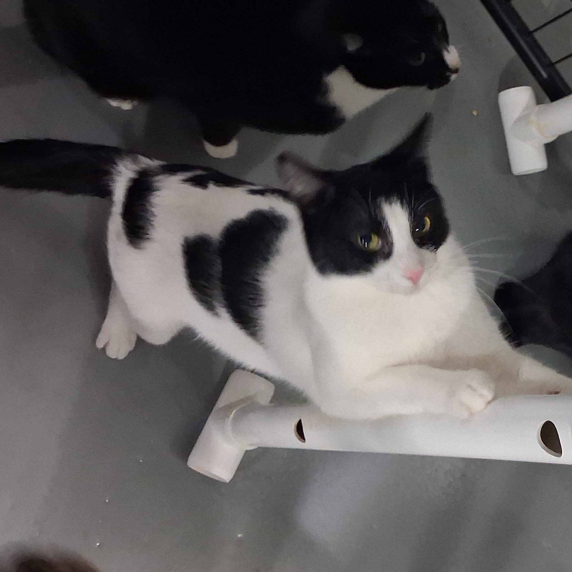 Enlarge Zipper, a Adoptable American Shorthair in Iowa Falls, IA image 2/2