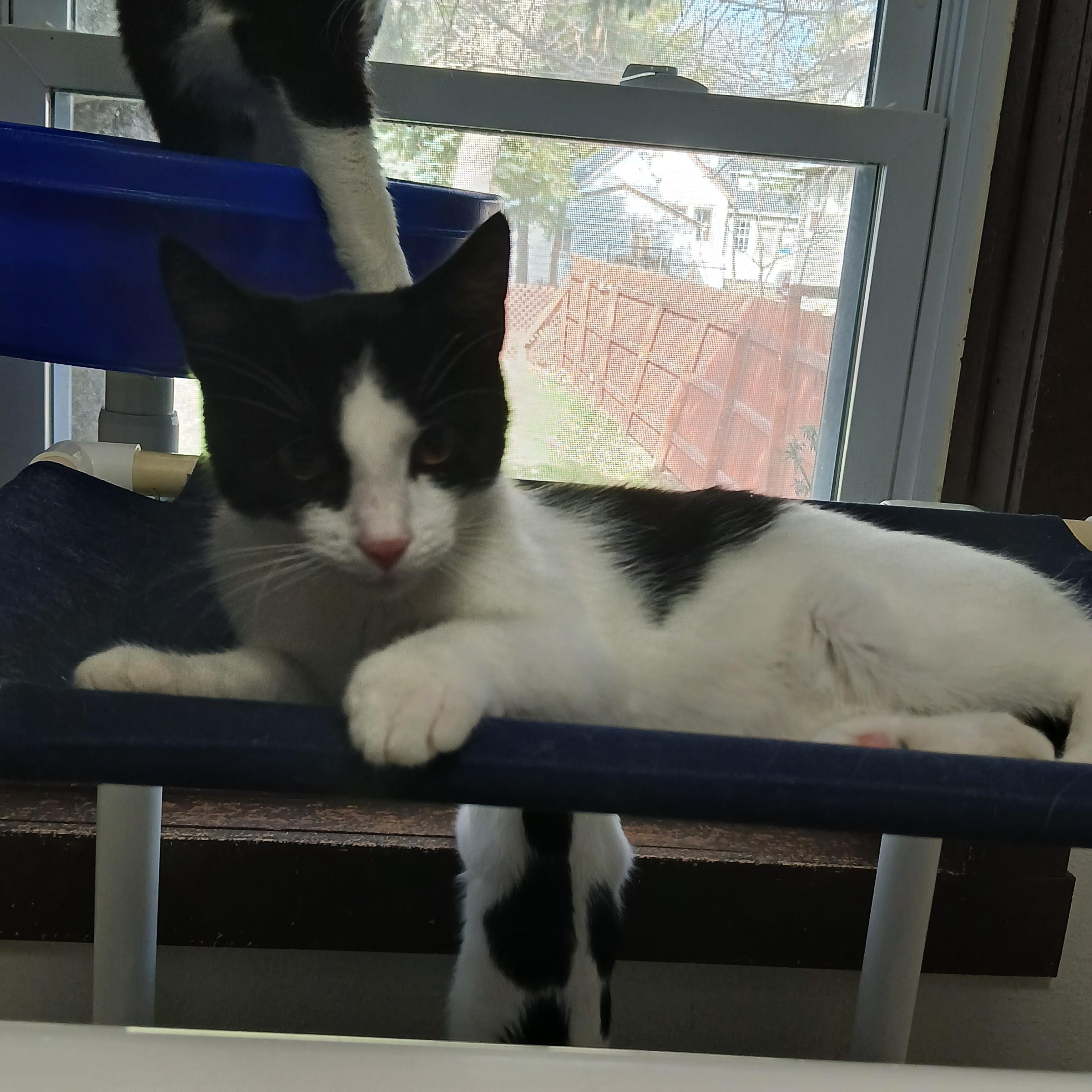 Zipper, ADOPTABLE, Kitten Male American Shorthair.