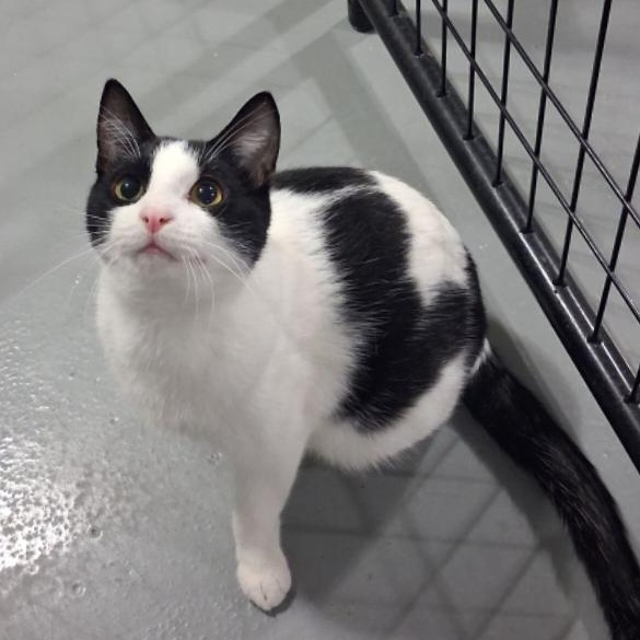 Enlarge Zipper, a Adoptable American Shorthair in Iowa Falls, IA image 1/2