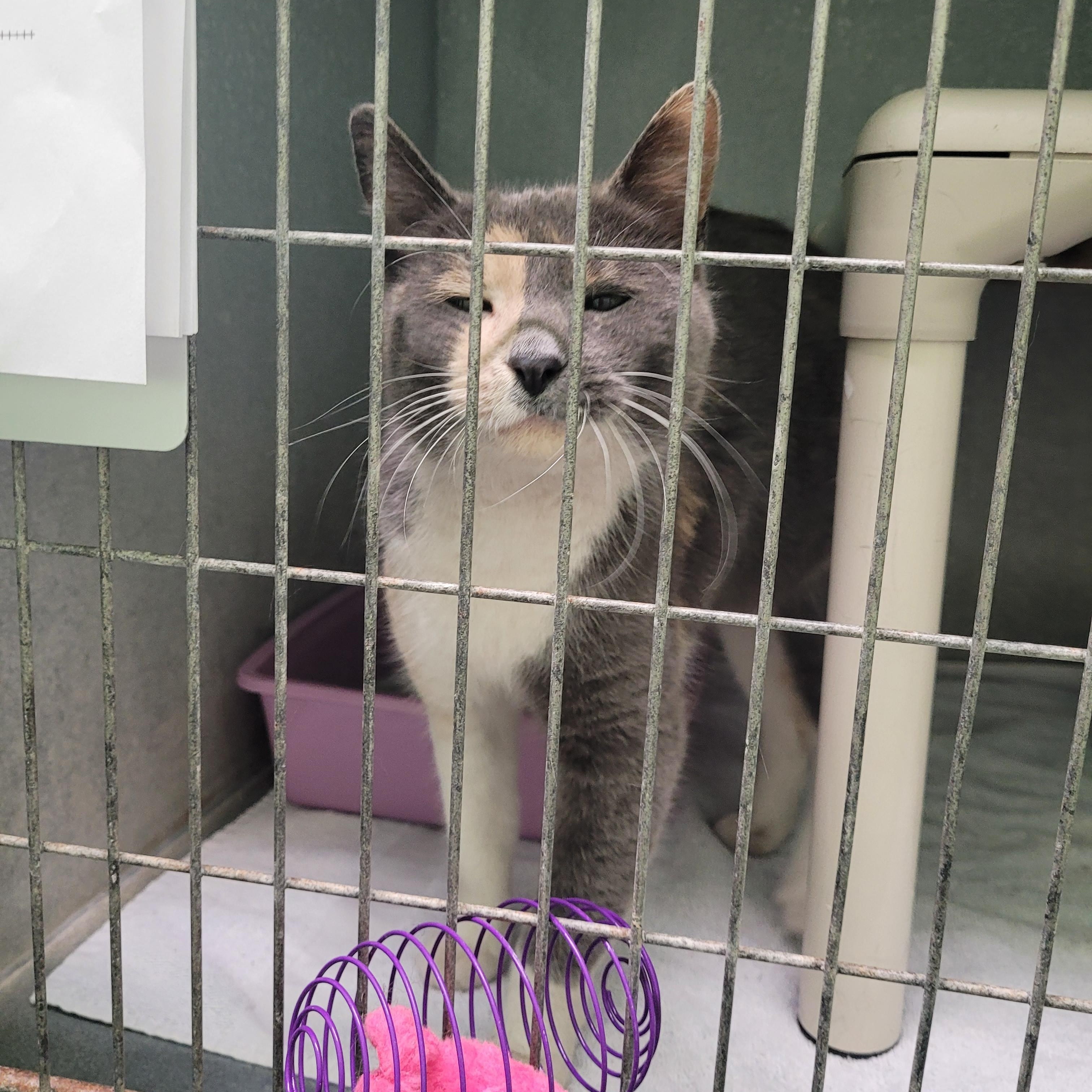 Peaches, Adult Female unknown