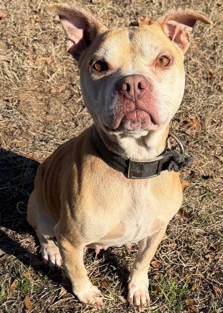 ELLA, Adoptable, Adult Female Pit Bull Terrier & Mixed Breed.
