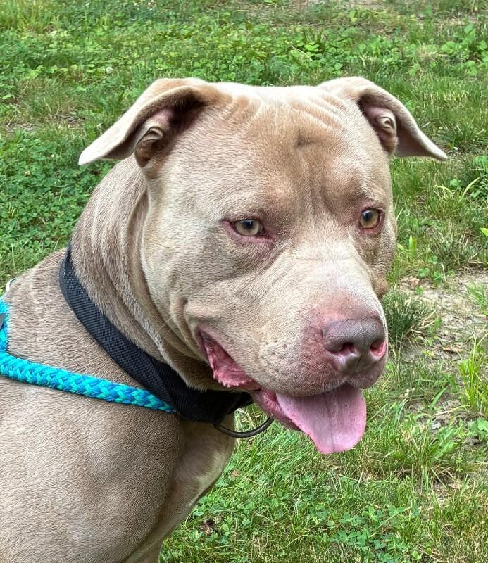 Enlarge Clark, a Adoptable mixed breed in Rochester, NY image 1/5