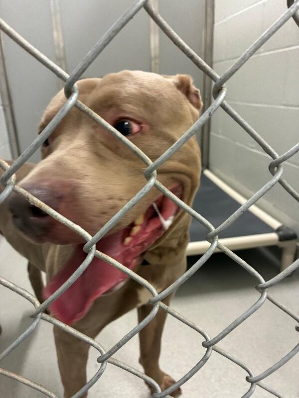 Enlarge Clark, a Adoptable mixed breed in Rochester, NY image 2/5