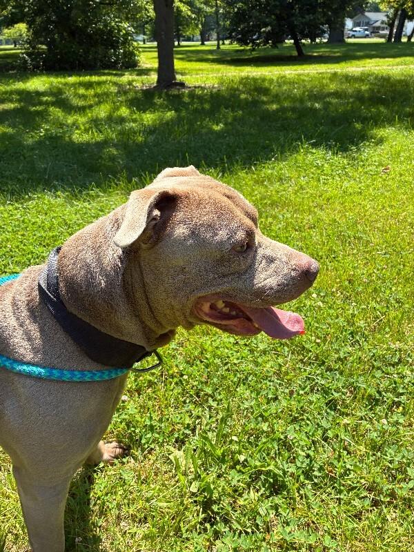 Enlarge Clark, a Adoptable mixed breed in Rochester, NY image 4/5