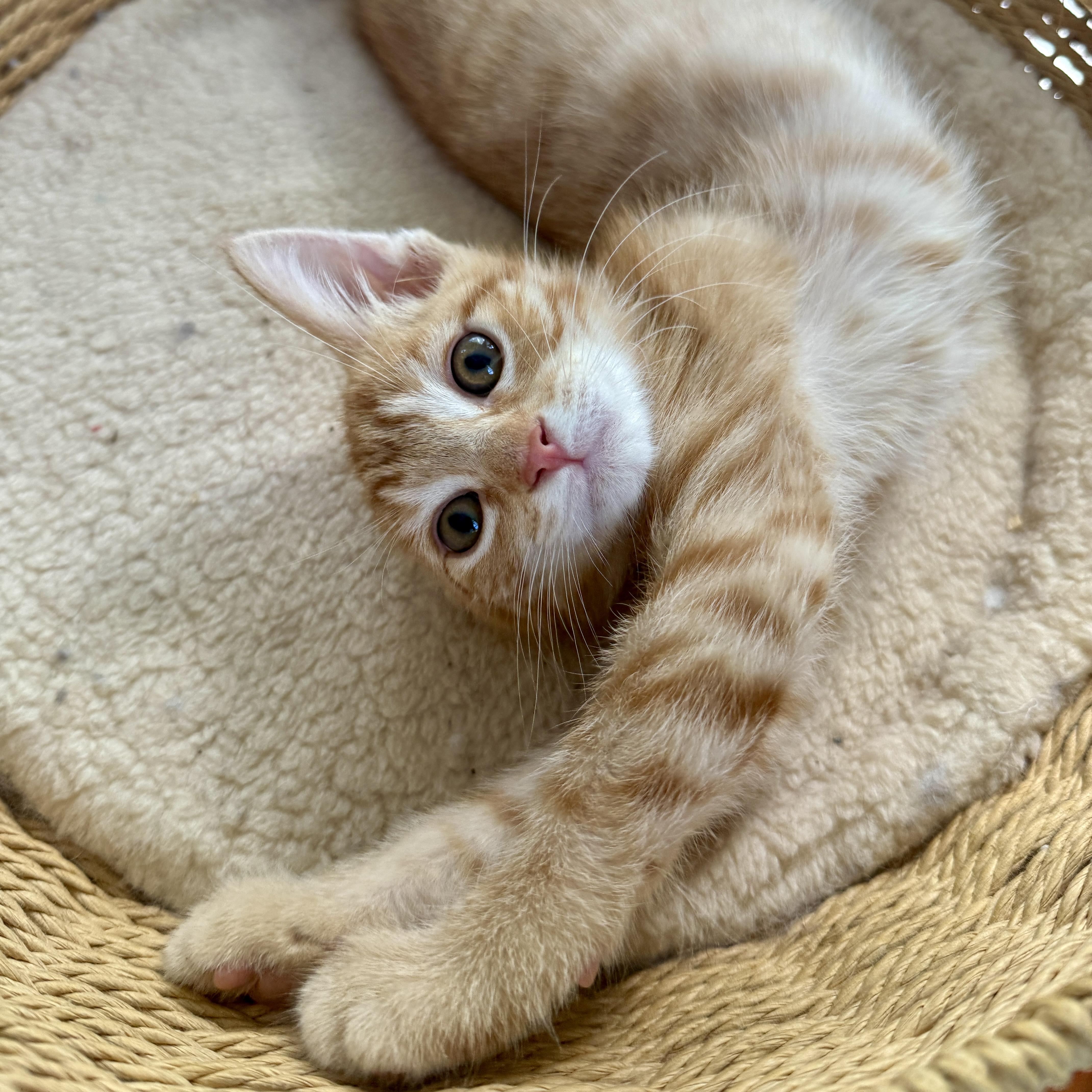 Enlarge Jasper, an adopted Domestic Short Hair in Los Angeles, CA image 3/5