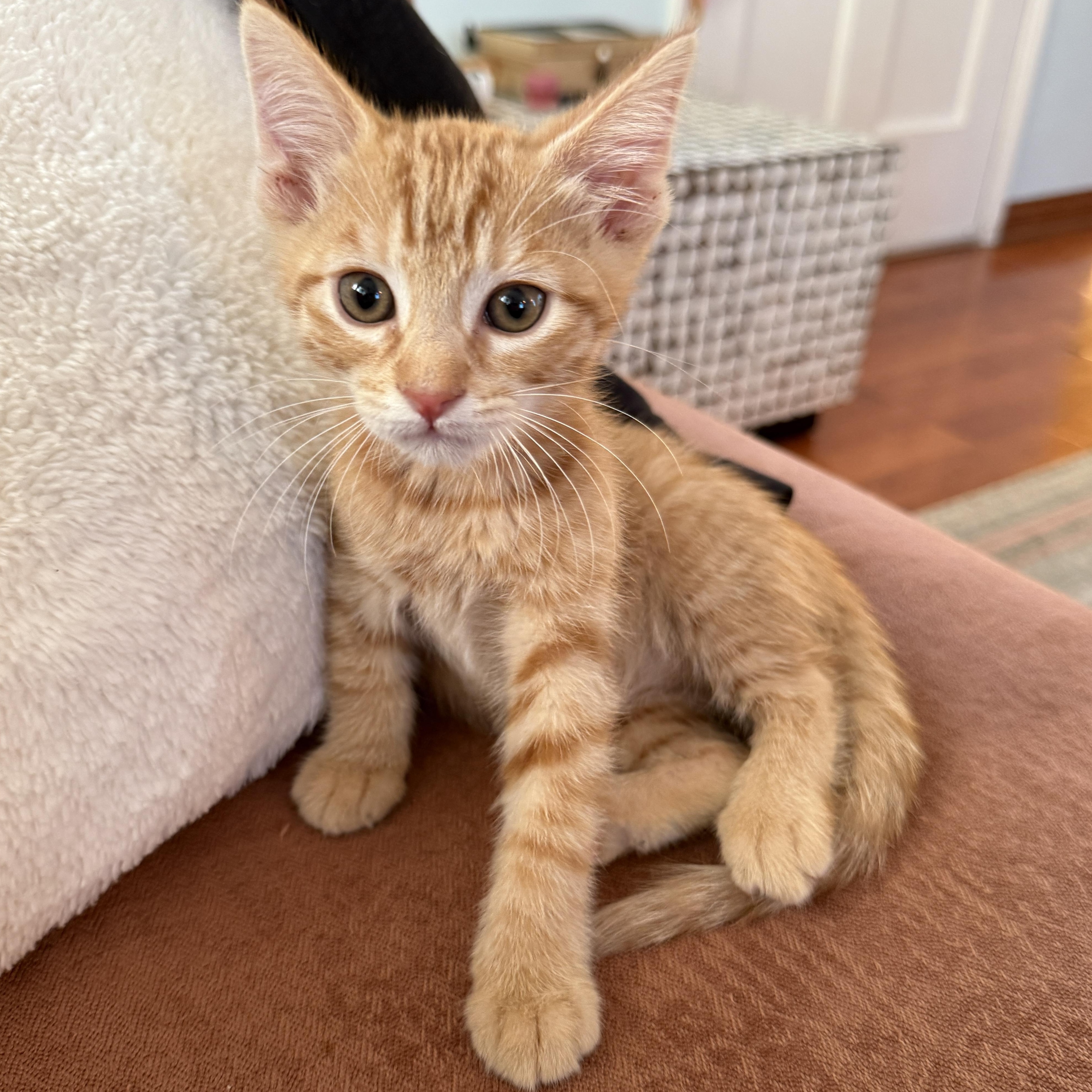 Enlarge Jasper, an adopted Domestic Short Hair in Los Angeles, CA image 4/5