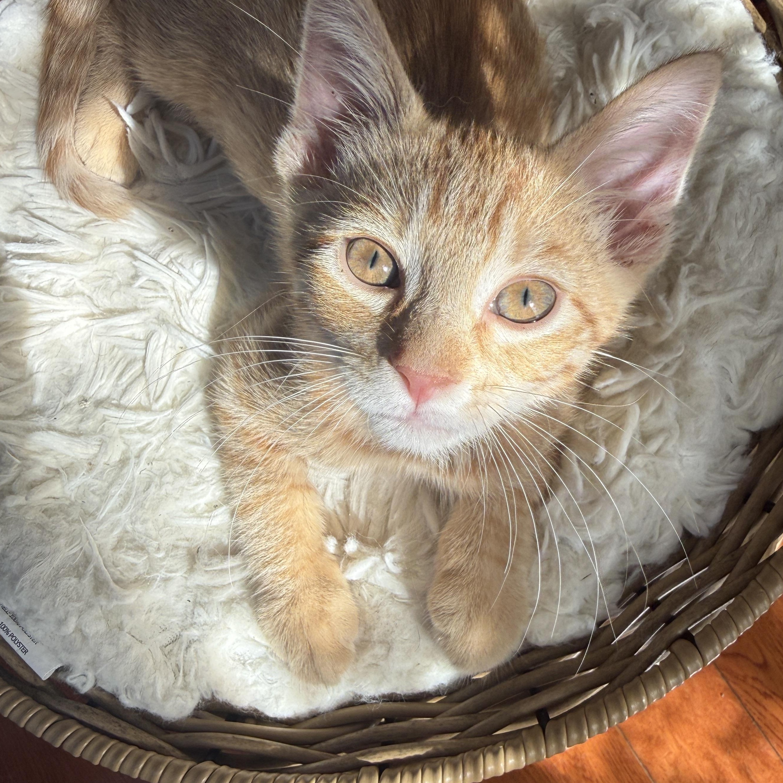 Enlarge Jasper, an adopted Domestic Short Hair in Los Angeles, CA image 5/5