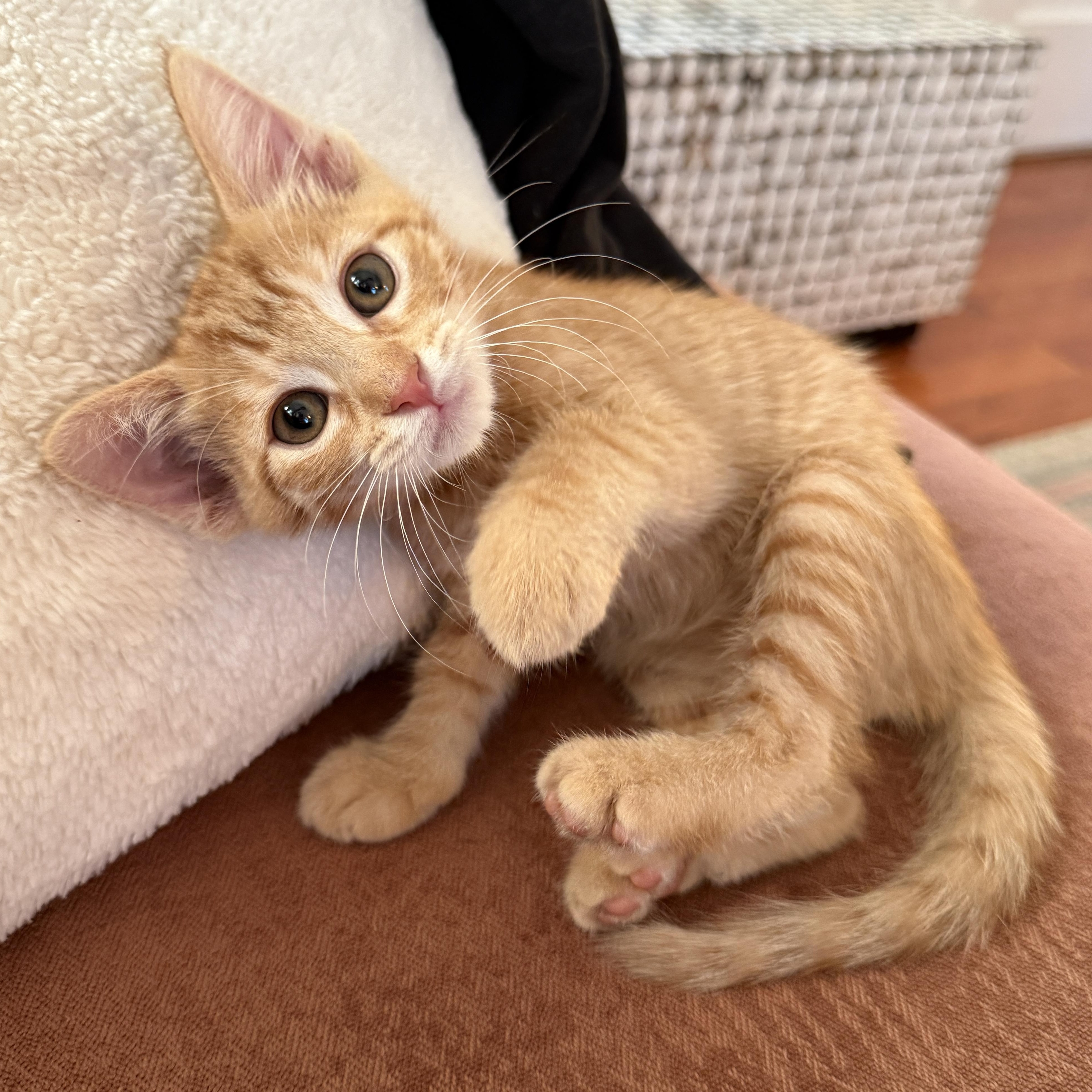 Enlarge Jasper, an adopted Domestic Short Hair in Los Angeles, CA image 2/5