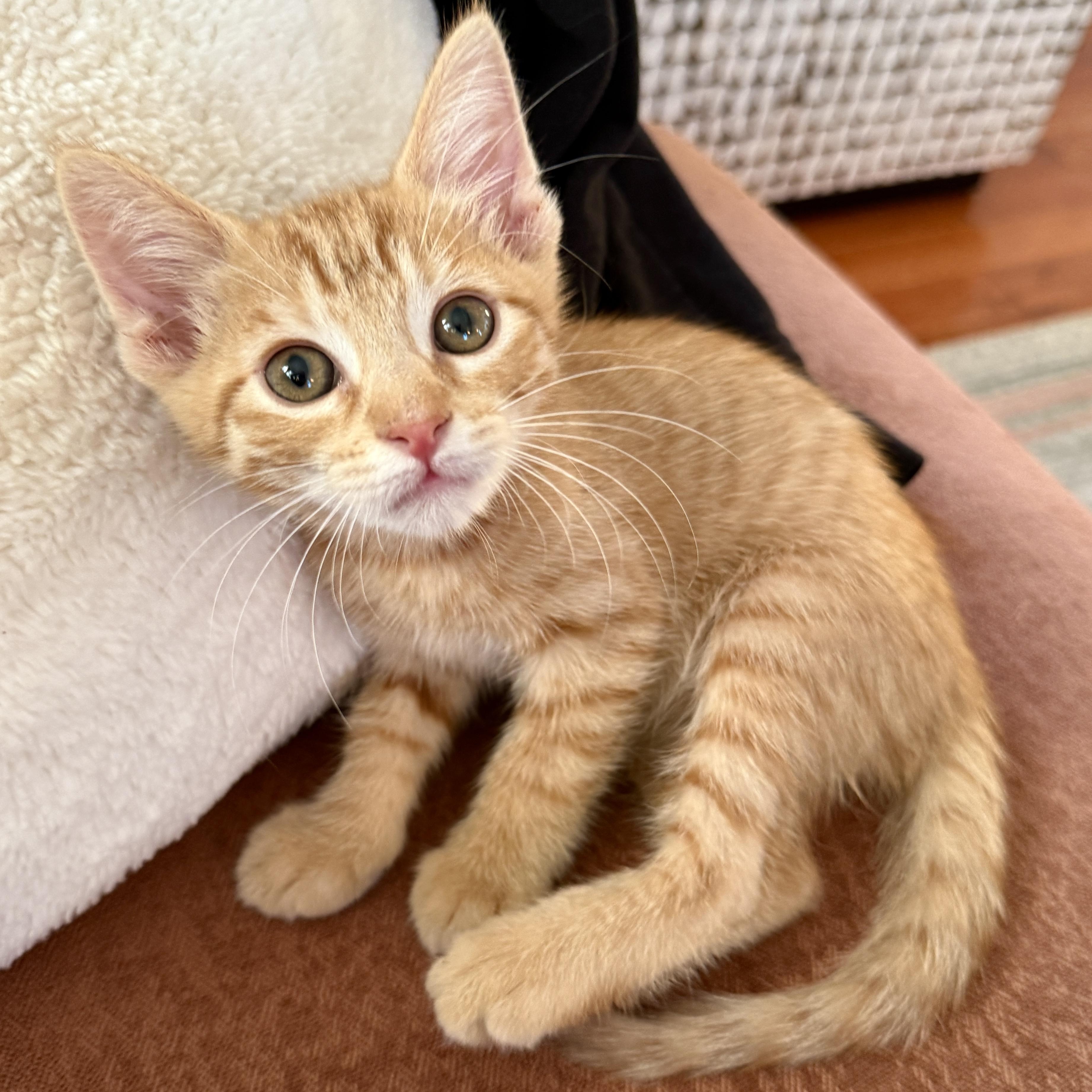 Jasper, adopted, Kitten Male Domestic Short Hair.