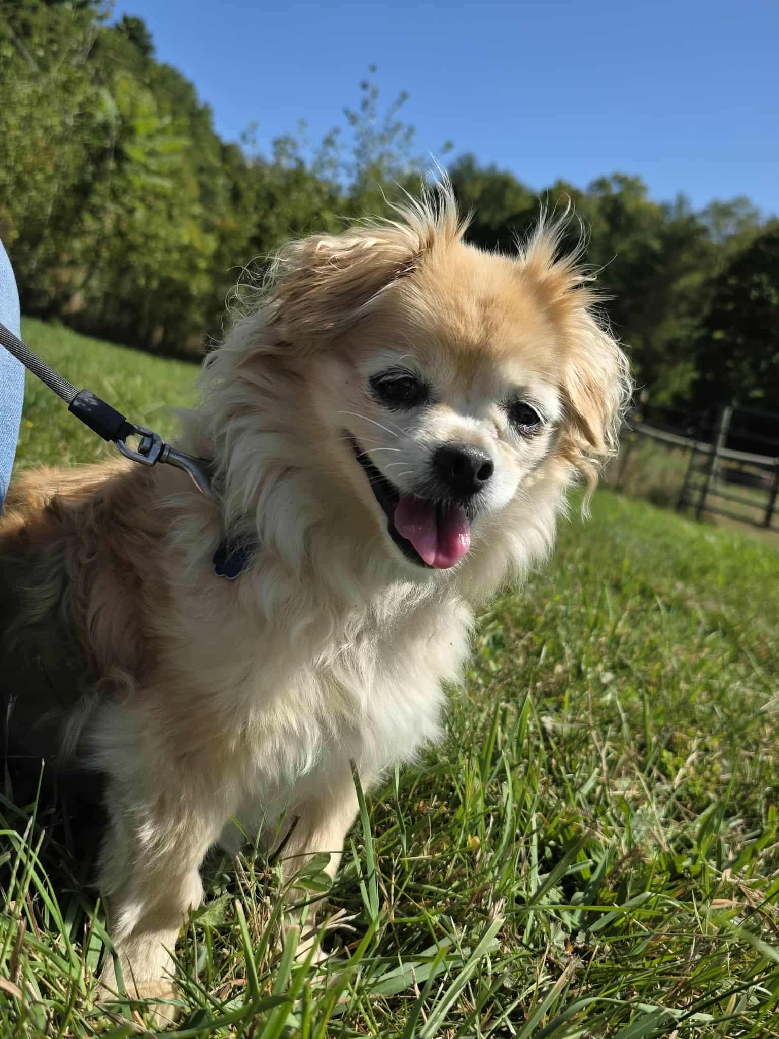 Enlarge Penny, a Adopted mixed breed in Hinesburg, VT image 1/5