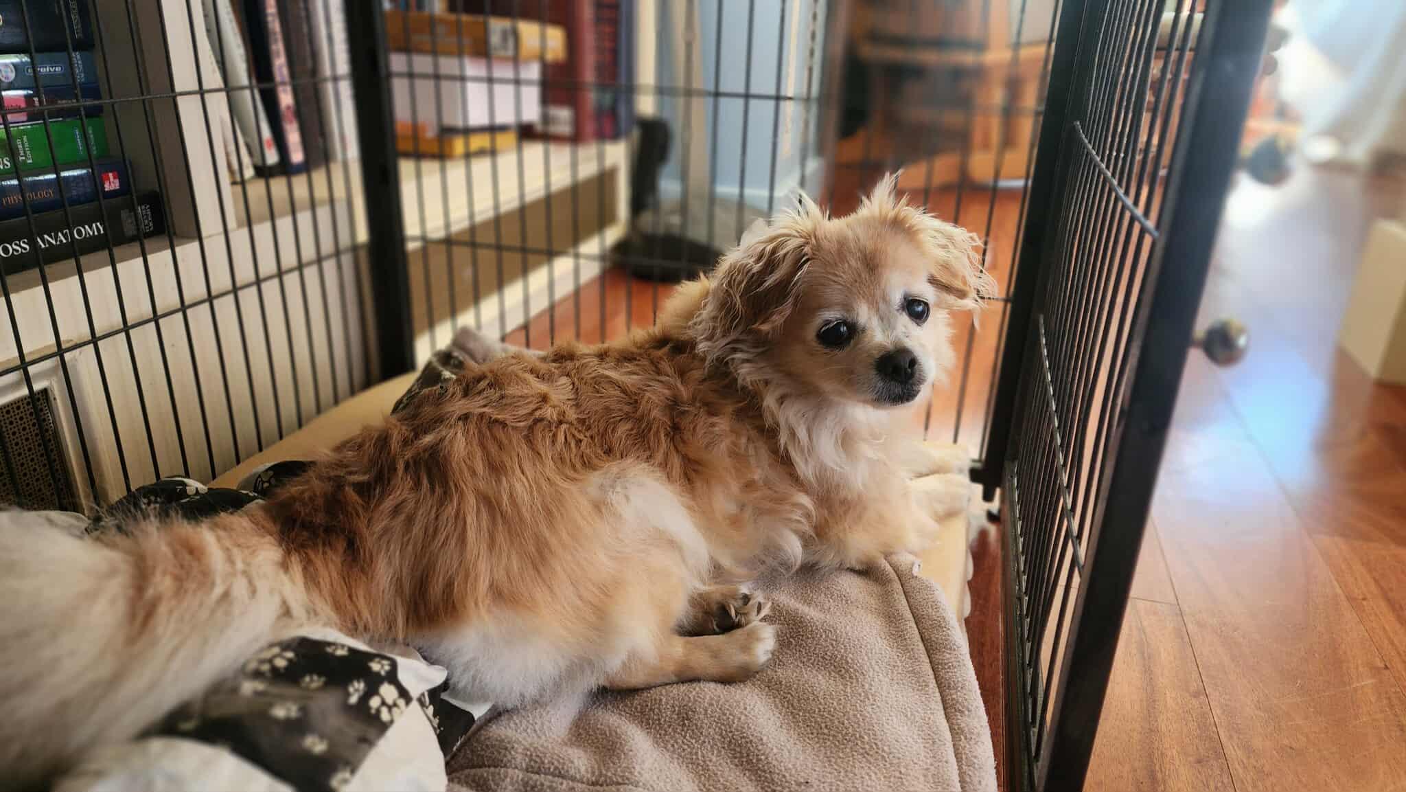 Enlarge Penny, a Adopted mixed breed in Hinesburg, VT image 2/5