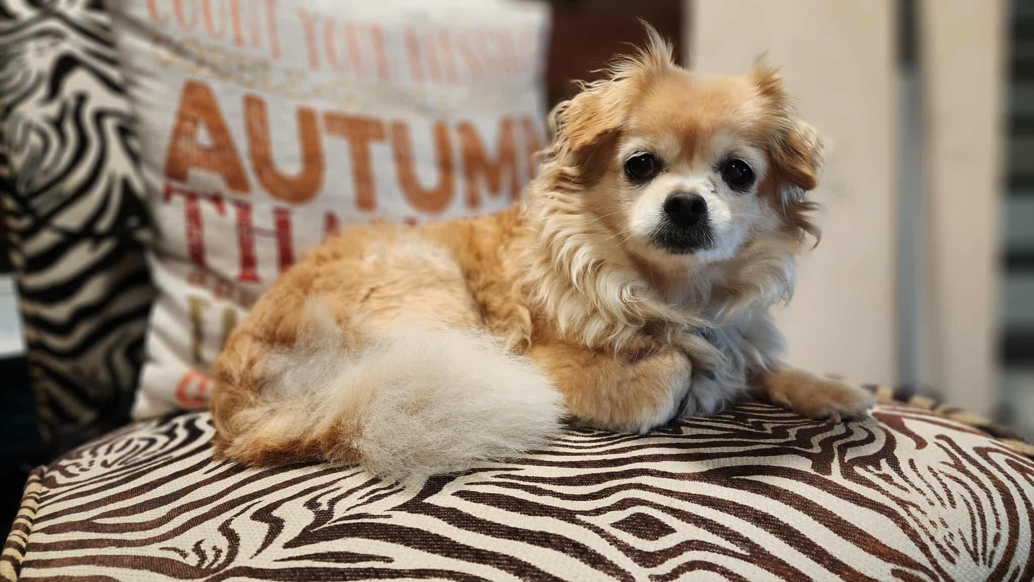 Enlarge Penny, a Adopted mixed breed in Hinesburg, VT image 3/5