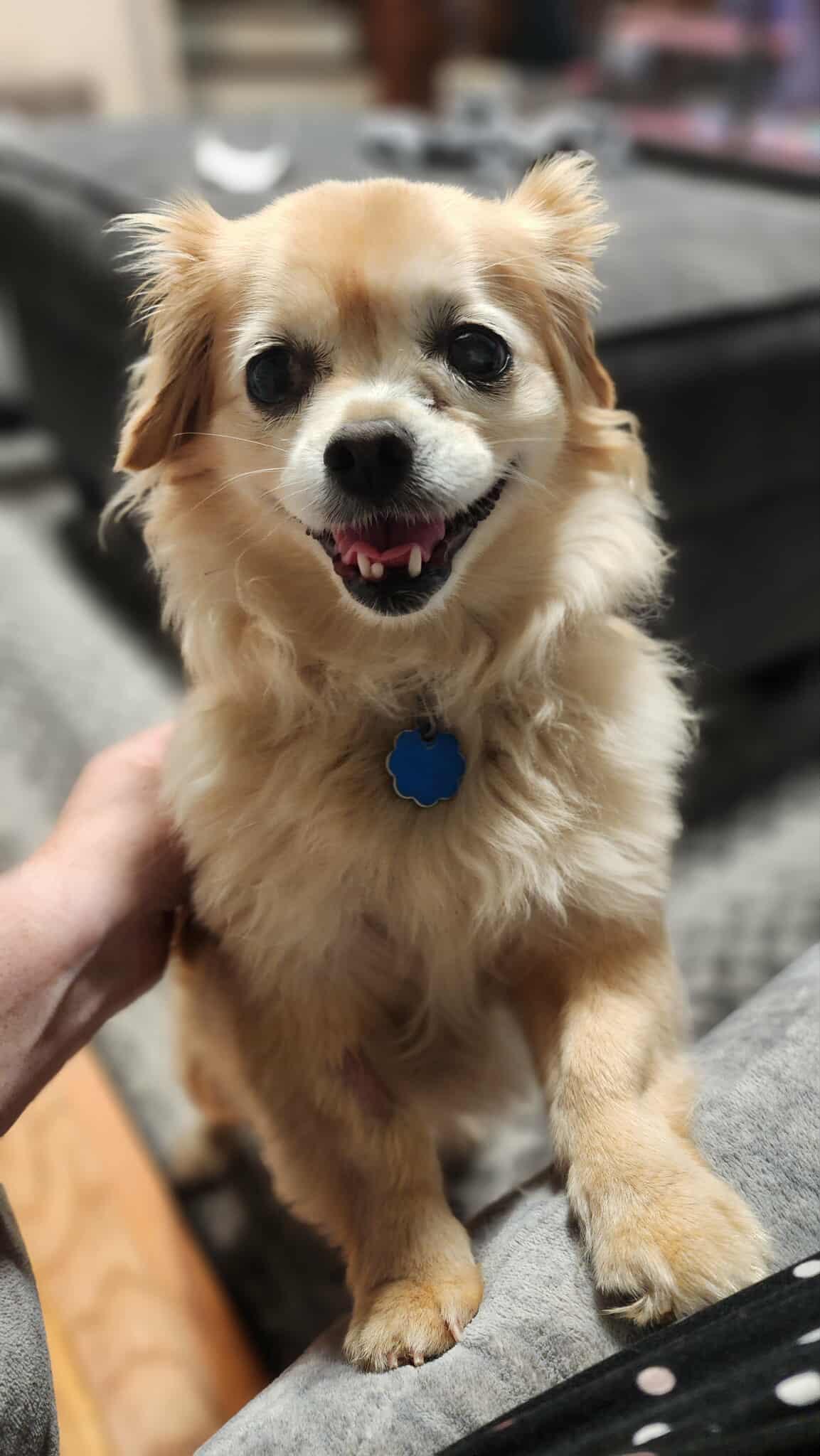 Enlarge Penny, a Adopted mixed breed in Hinesburg, VT image 4/5