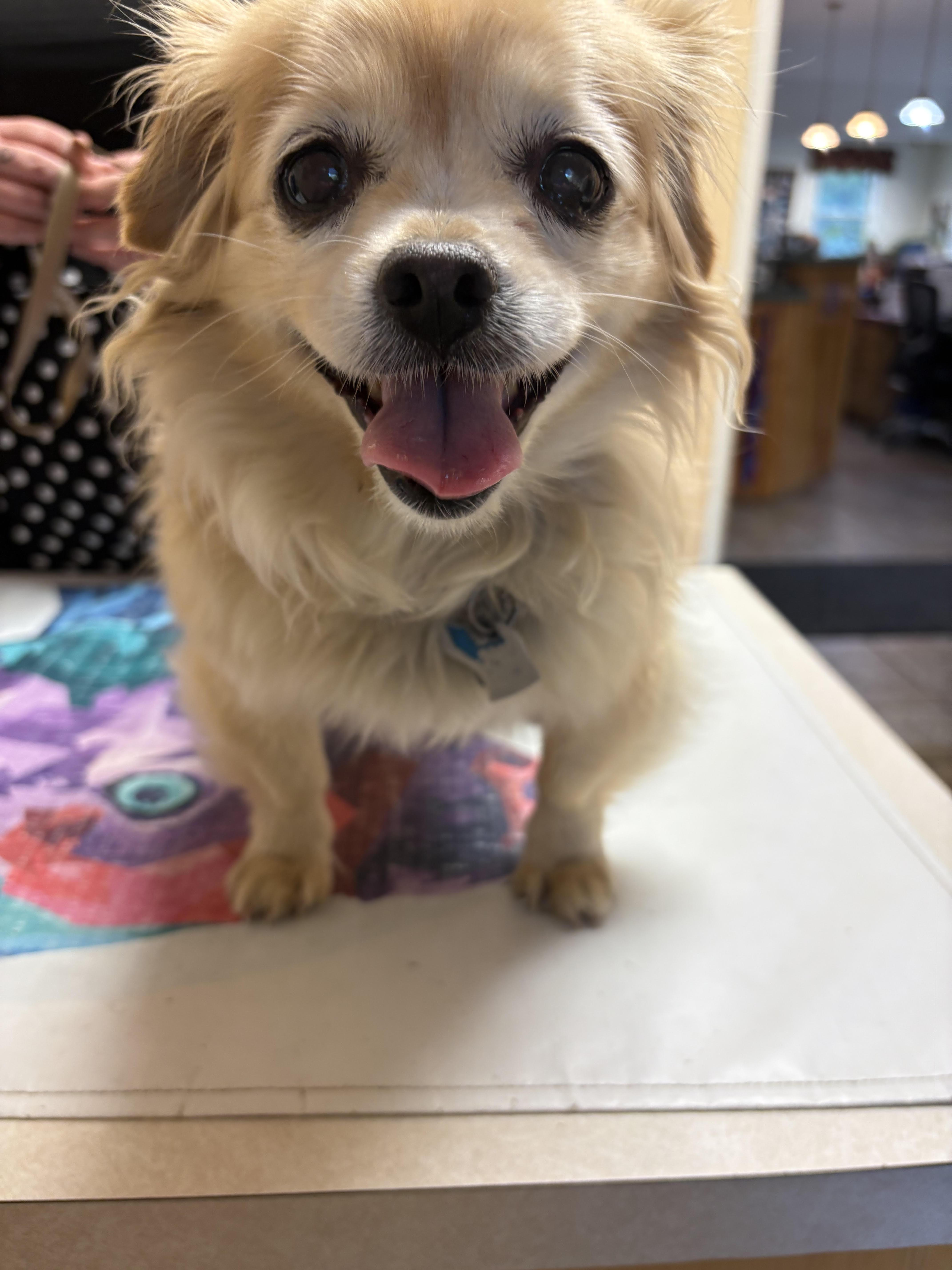 Enlarge Penny, a Adopted mixed breed in Hinesburg, VT image 5/5