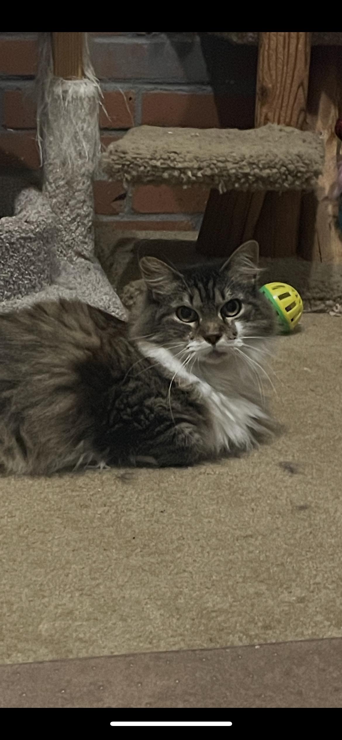 Ally, Adopted, Adult Female Maine Coon.