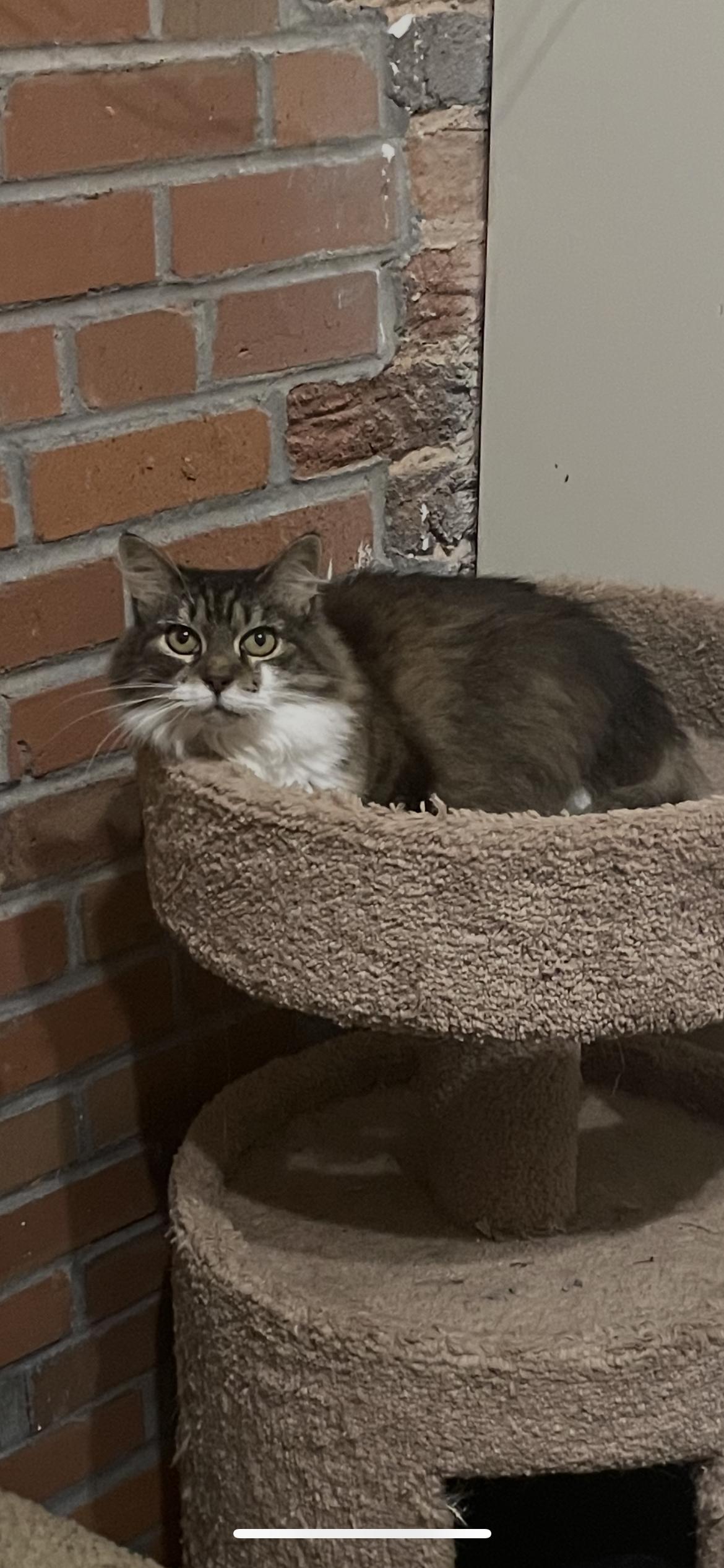 Ally, Adopted, Adult Female Maine Coon.