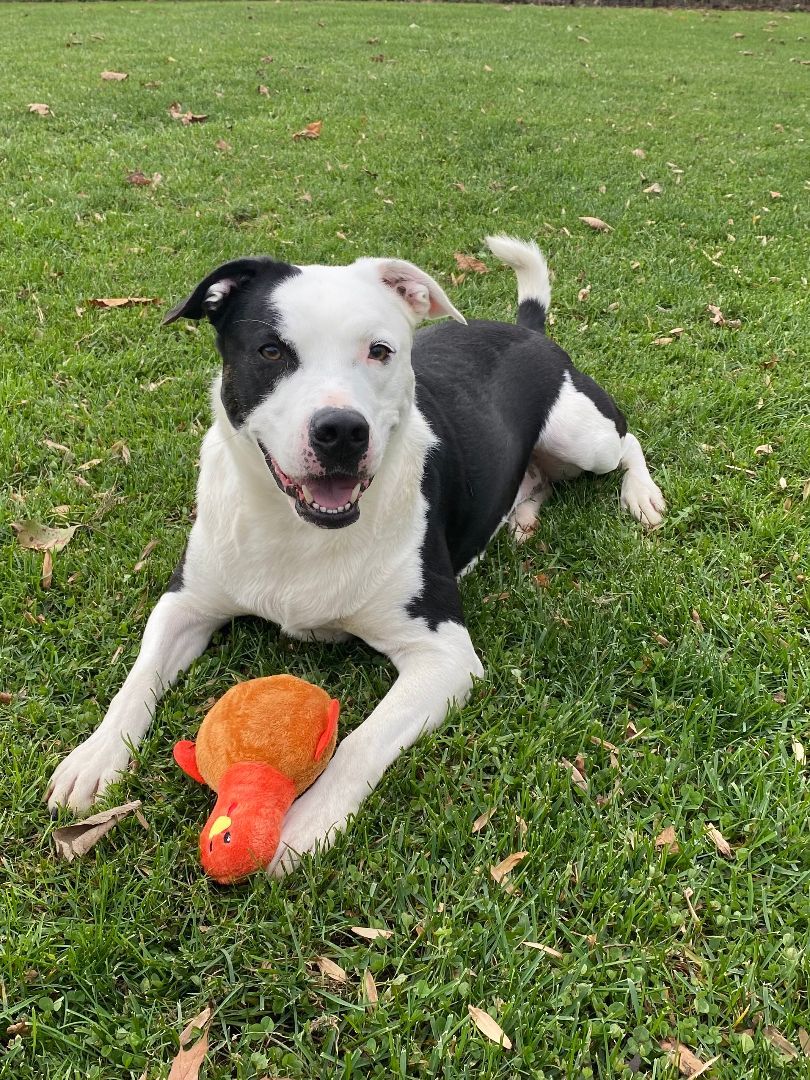 Fynn, Adoptable, Adult Male Border Collie & Pit Bull Terrier.