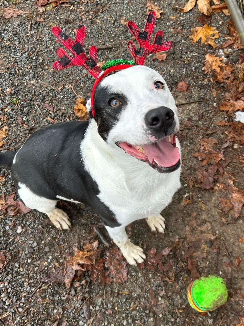 Fynn, a Adoptable mixed breed in Myerstown, PA image 2/9