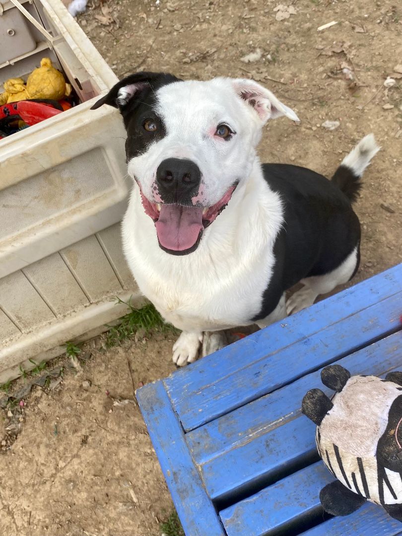 Fynn, a Adoptable mixed breed in Myerstown, PA image 3/9