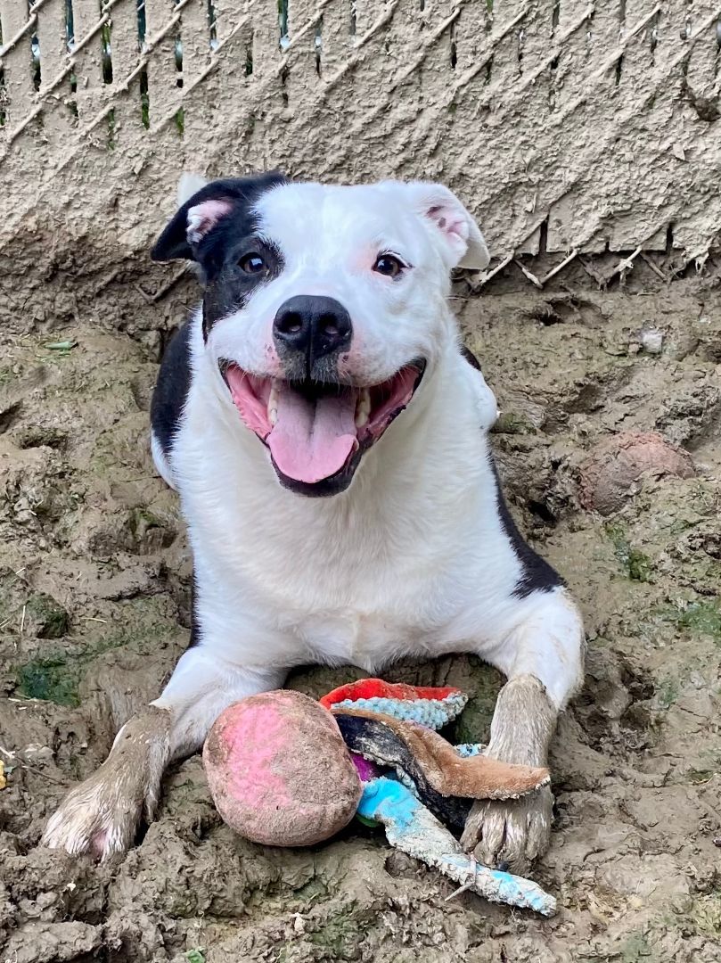 Fynn, a Adoptable mixed breed in Myerstown, PA image 6/9