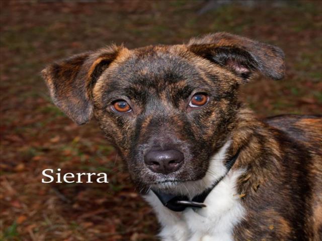Enlarge SIERRA, a Adoptable mixed breed in Cookeville, TN image 1/1
