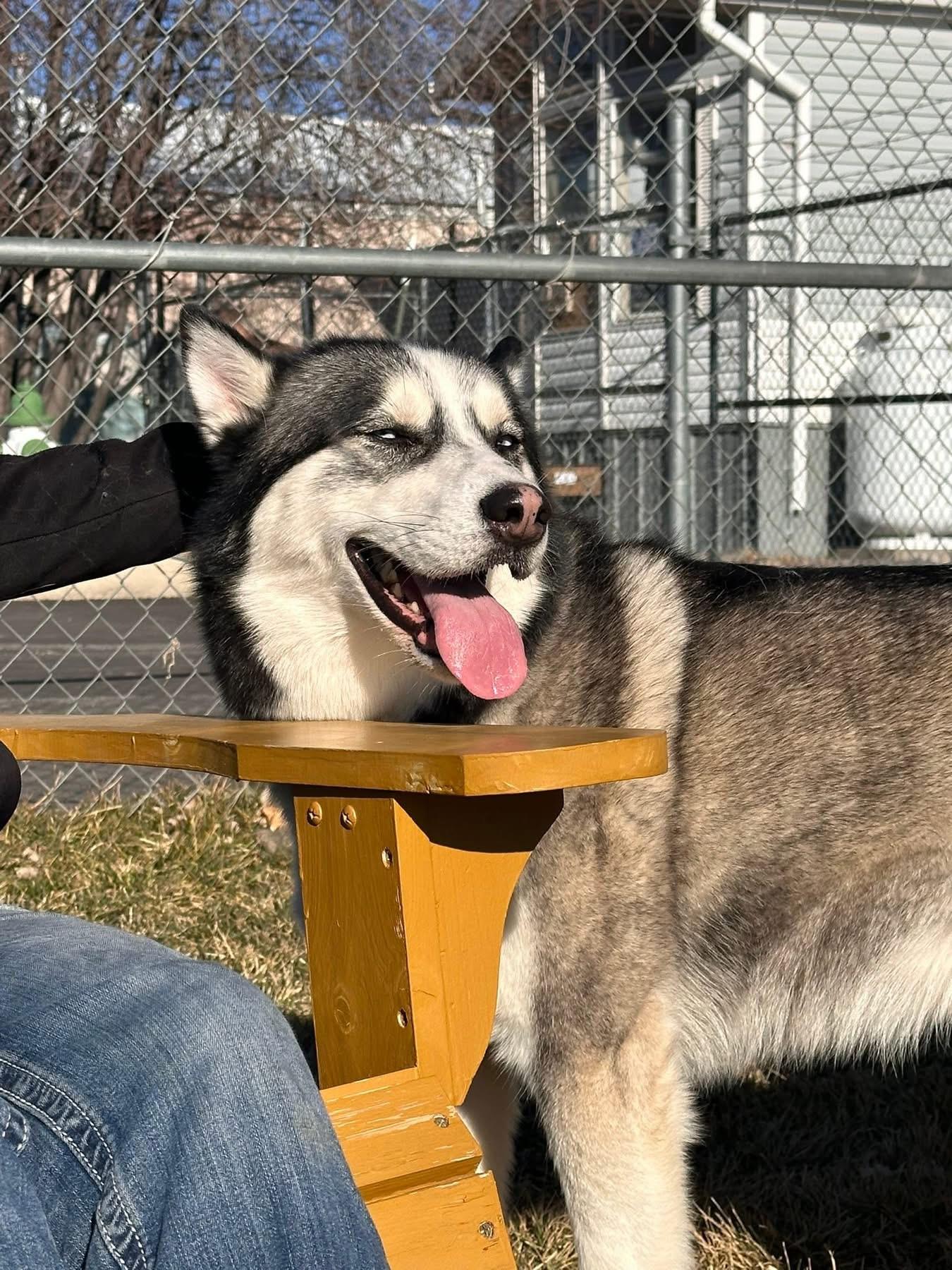 Enlarge Kodiak, a ADOPTABLE Husky in Prineville, OR image 5/5