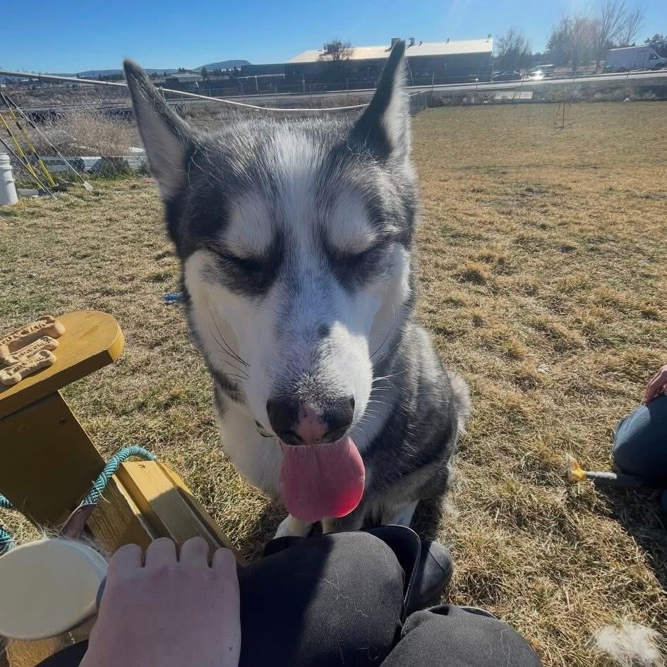 Enlarge Kodiak, a ADOPTABLE Husky in Prineville, OR image 3/5