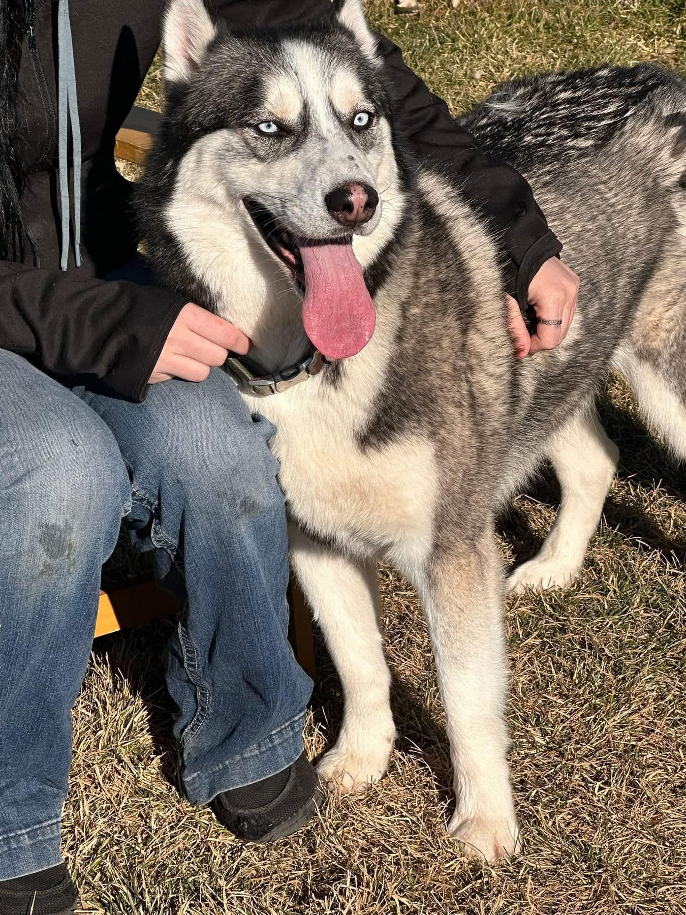 Enlarge Kodiak, a ADOPTABLE Husky in Prineville, OR image 1/5