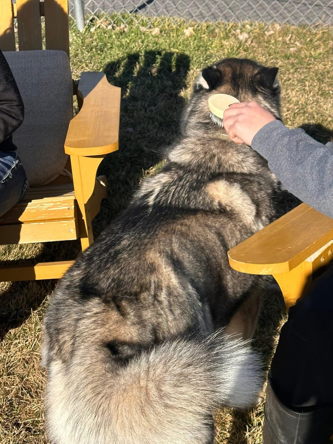 Enlarge Kodiak, a ADOPTABLE Husky in Prineville, OR image 4/5