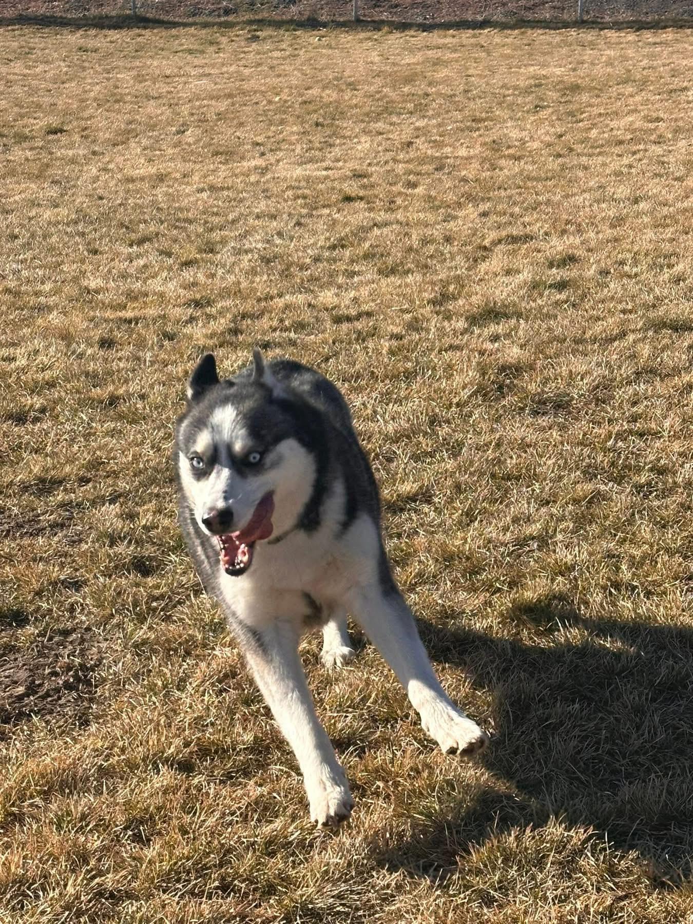 Enlarge Kodiak, a ADOPTABLE Husky in Prineville, OR image 2/5