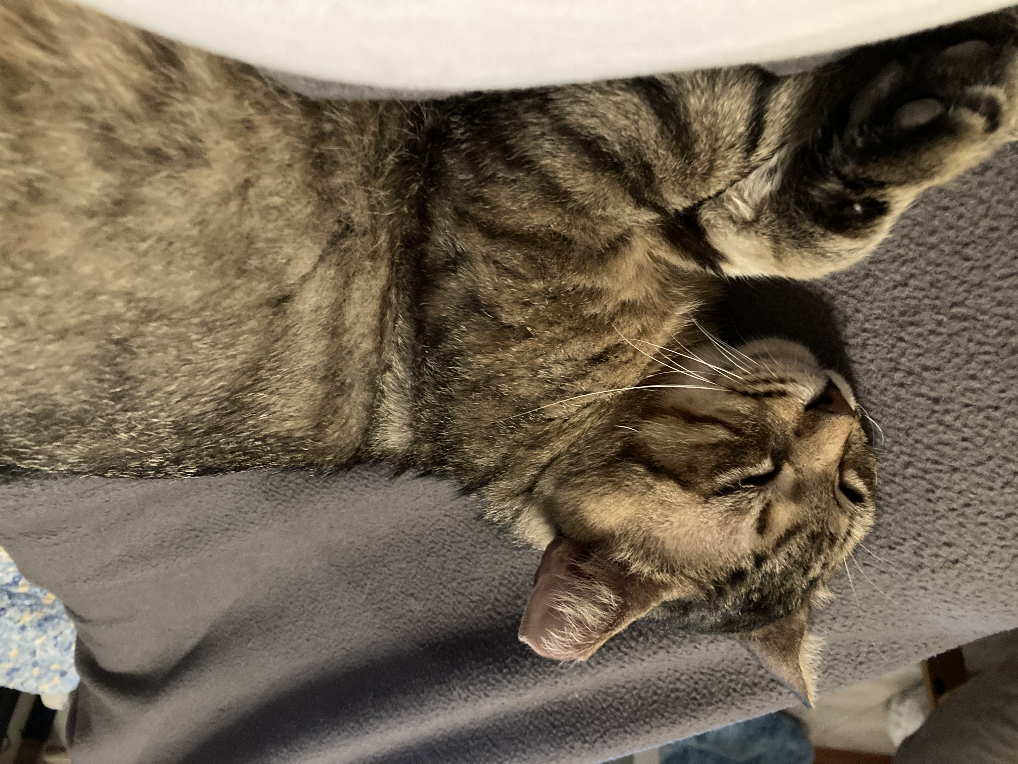 Tony-the Ultimate Lap Cat
