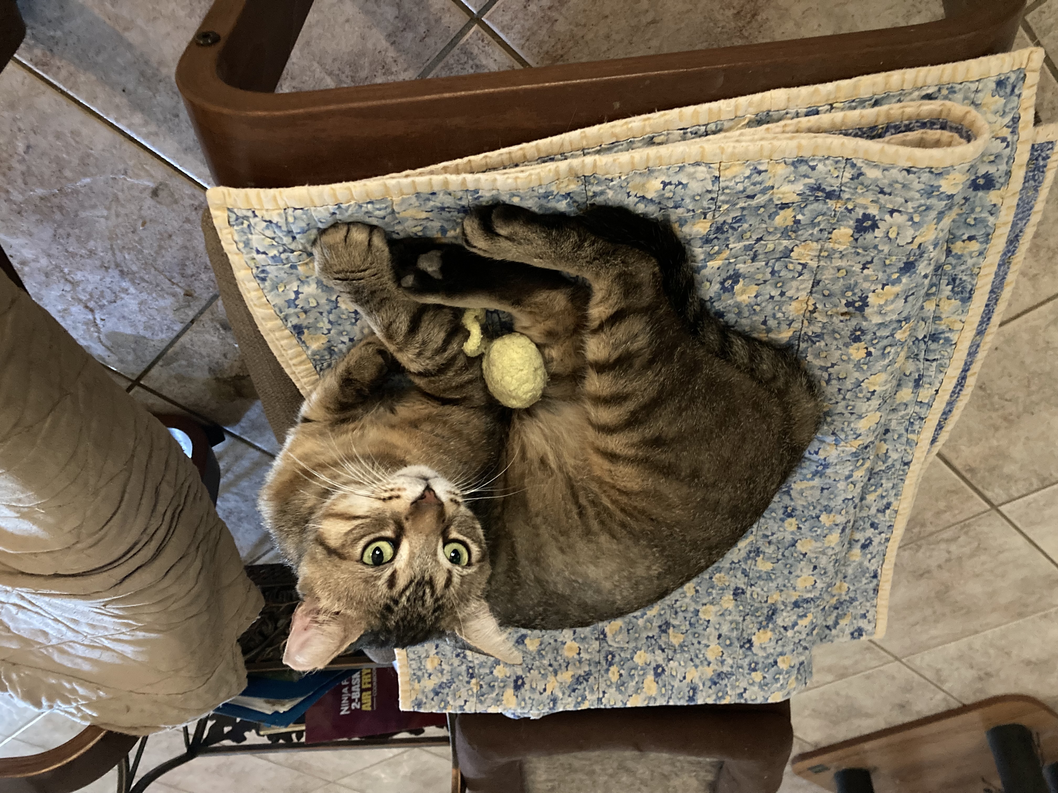 Enlarge Tony-the Ultimate Lap Cat, a Adopted Tabby in Malabar, FL image 3/3