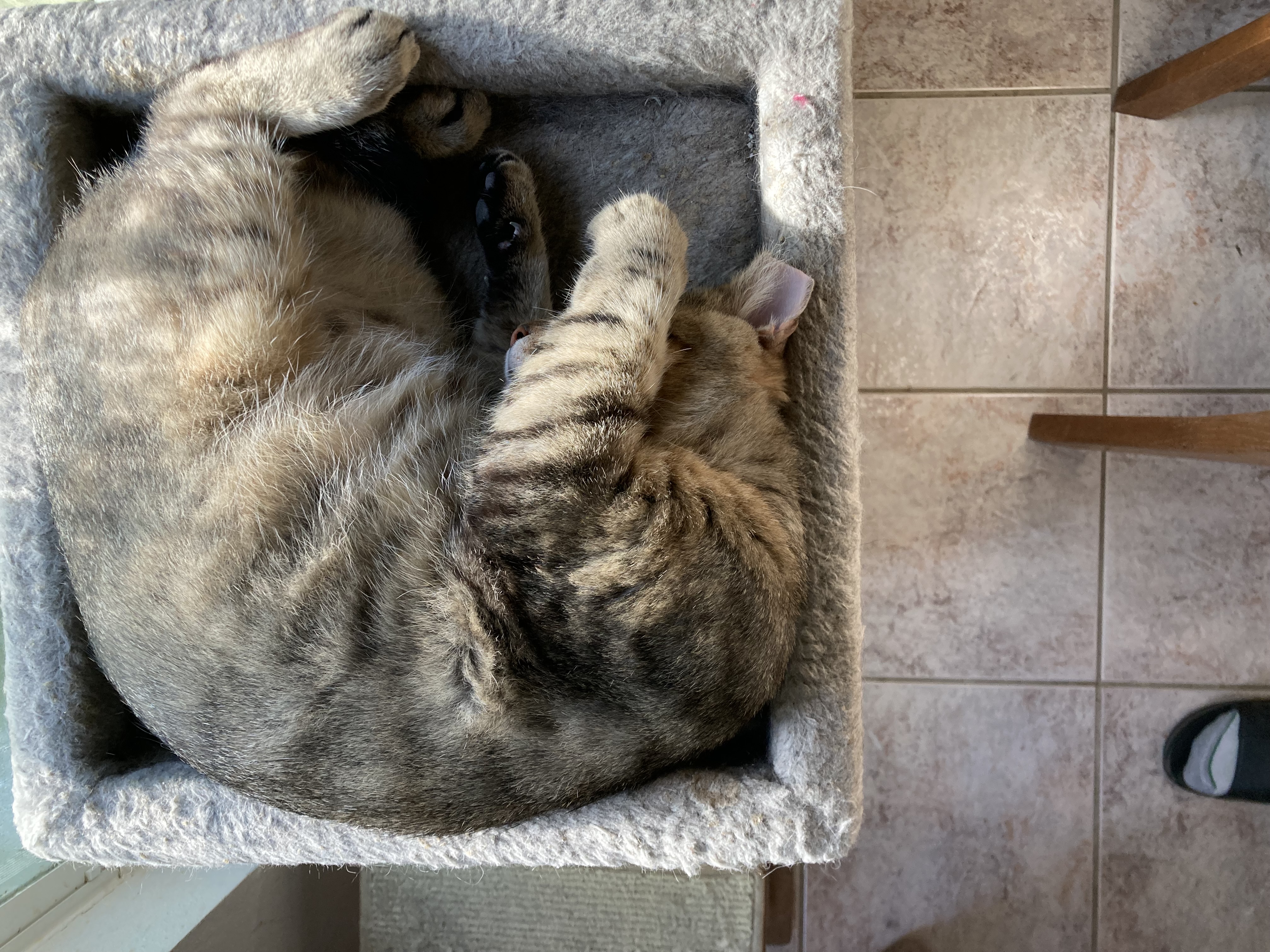 Enlarge Tony-the Ultimate Lap Cat, a Adopted Tabby in Malabar, FL image 2/3