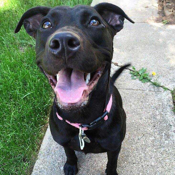 FOSTERS NEEDED!, a Adoptable mixed breed in Boulder, CO image 1/2