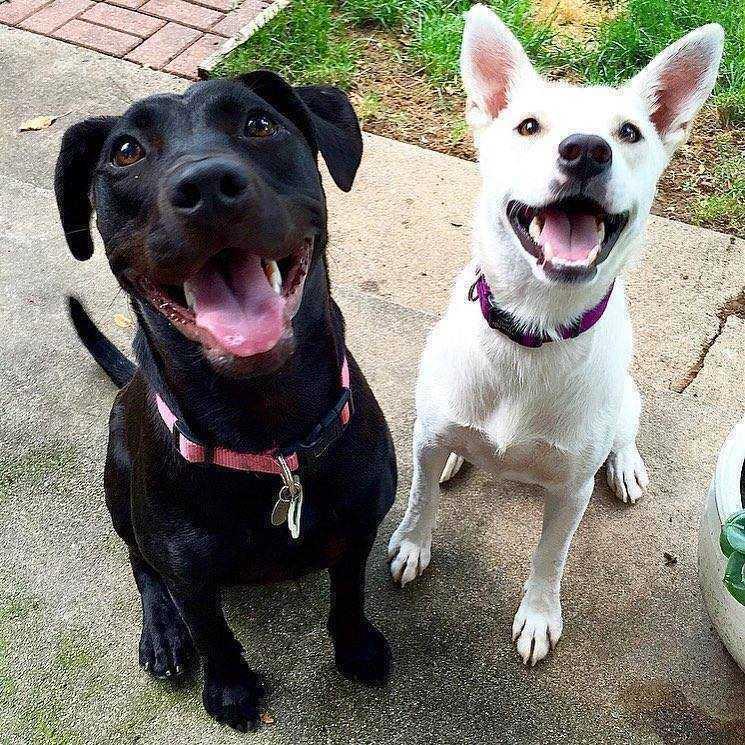 FOSTERS NEEDED!, a Adoptable mixed breed in Boulder, CO image 2/2