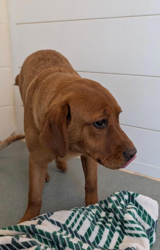 Enlarge Rose (Athena), a Adopted mixed breed in Portland, IN image 1/1