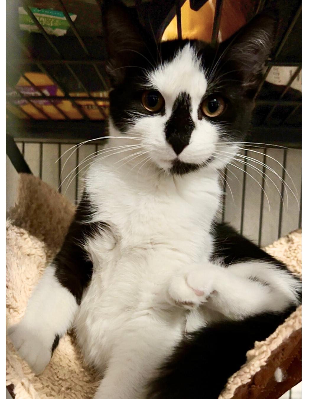 Diamond, Adoptable, Young Female Domestic Short Hair.