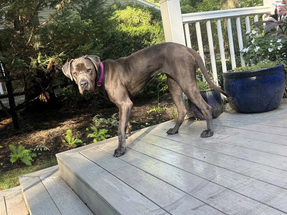 Neve (GA), Adoptable, Puppy Female Cane Corso & Mastiff.