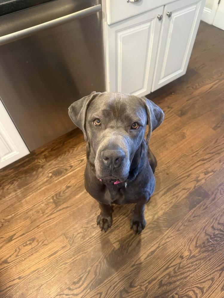 Enlarge Neve (GA), a Adoptable mixed breed in New York, NY image 2/3