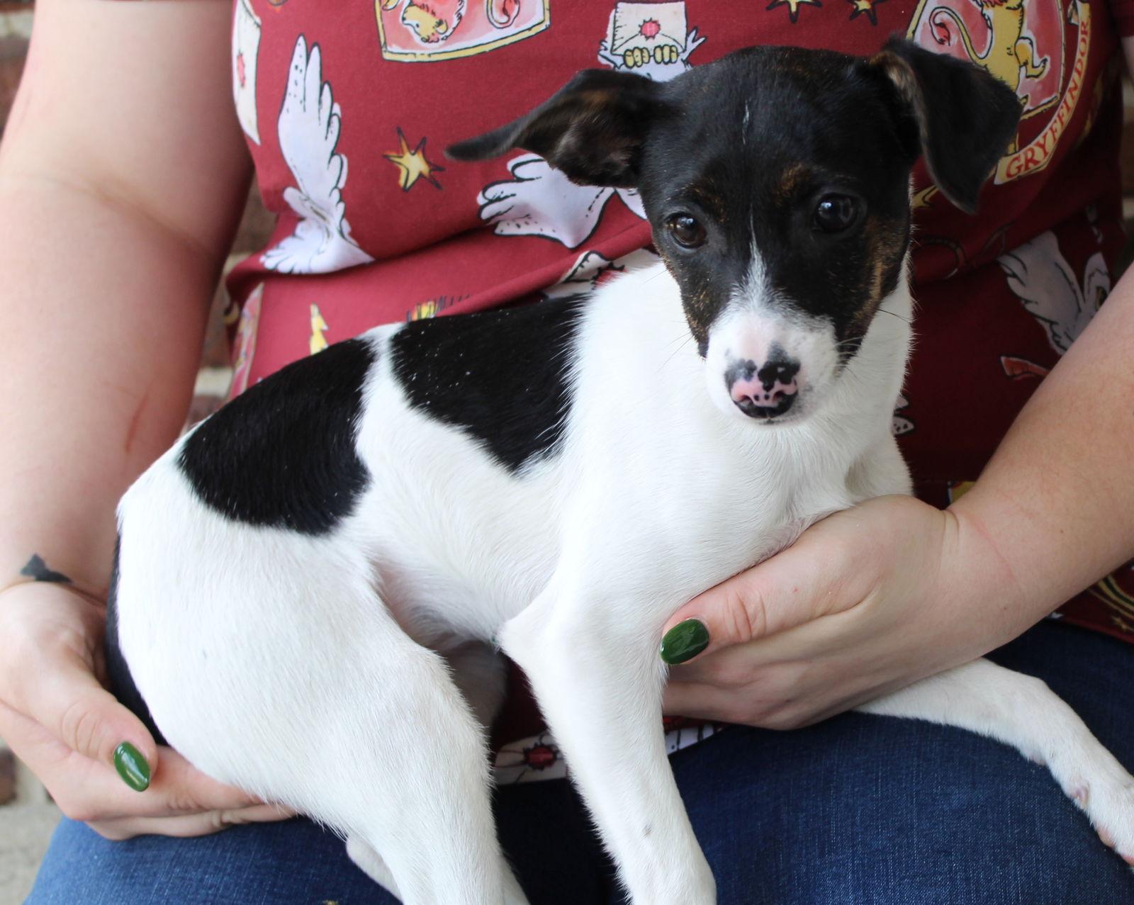 Sister 43266, Adopted, Puppy Female Rat Terrier.