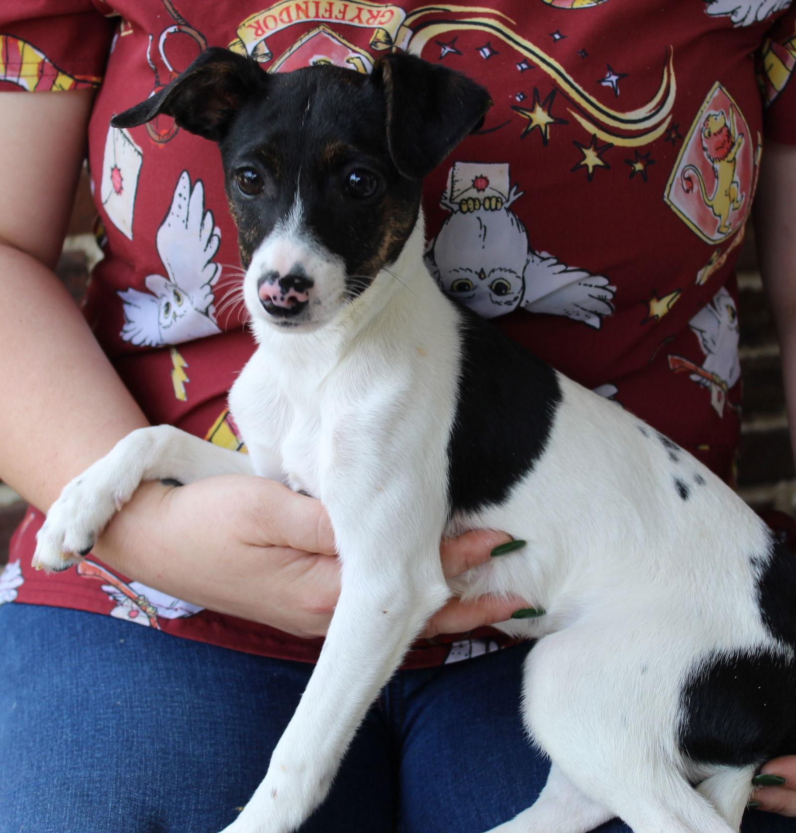 Sister 43266, a Adopted Rat Terrier in Prattville, AL image 2/3