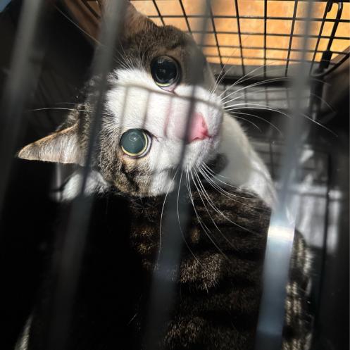 Moose — thumbnail 2