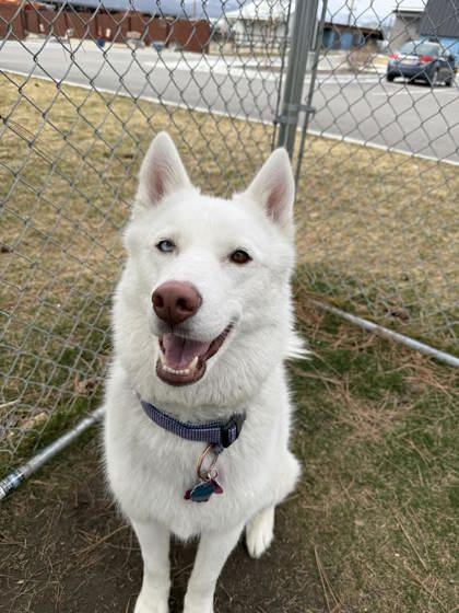 Blu, adoptable, Adult Female Siberian Husky.