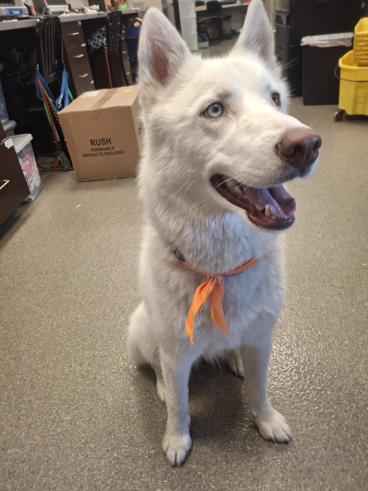 Enlarge Blu, an adoptable Siberian Husky in Hamilton, MT image 2/6