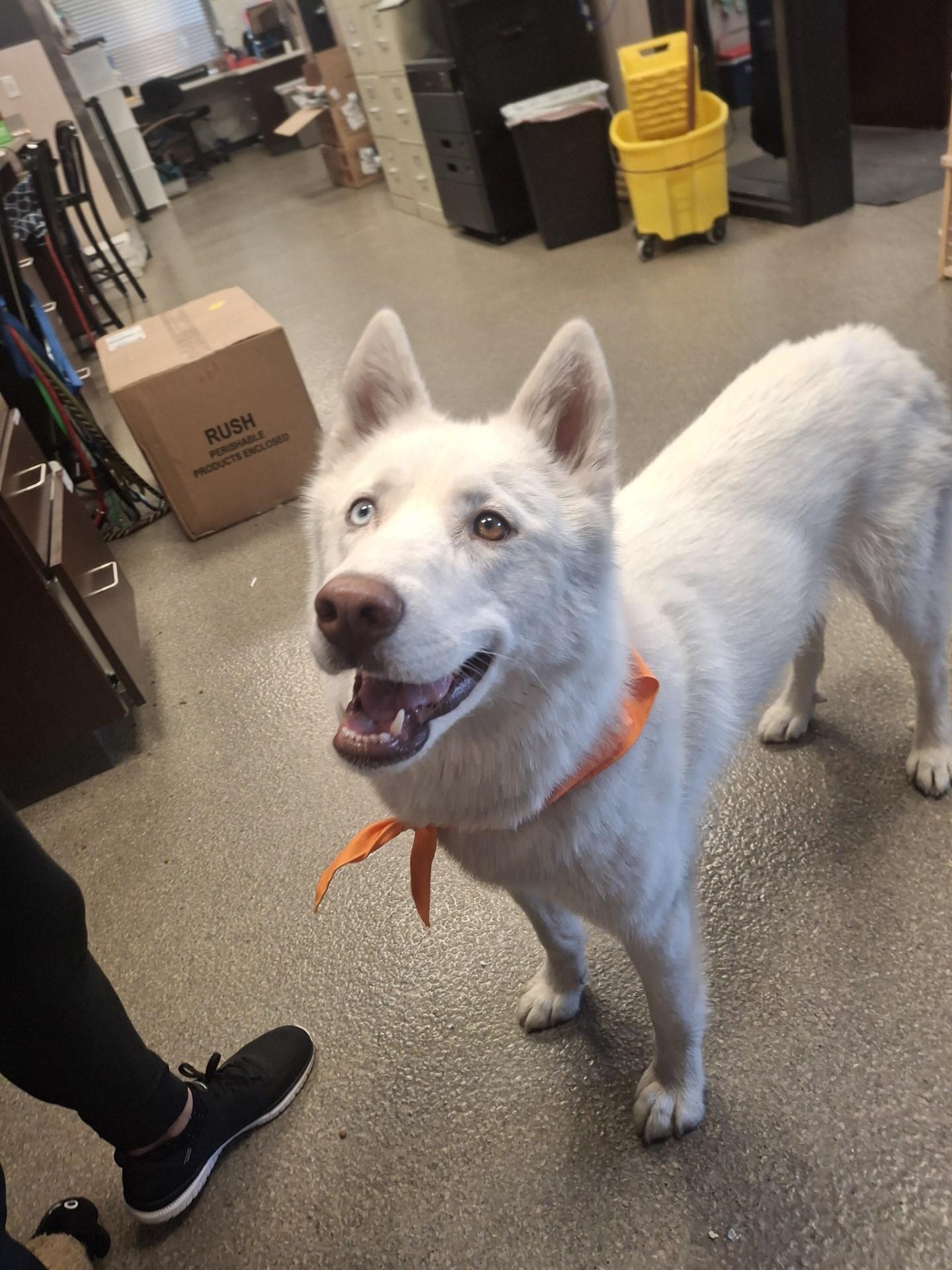Enlarge Blu, an adoptable Siberian Husky in Hamilton, MT image 3/6