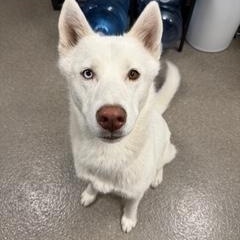 Enlarge Blu, an adoptable Siberian Husky in Hamilton, MT image 1/6