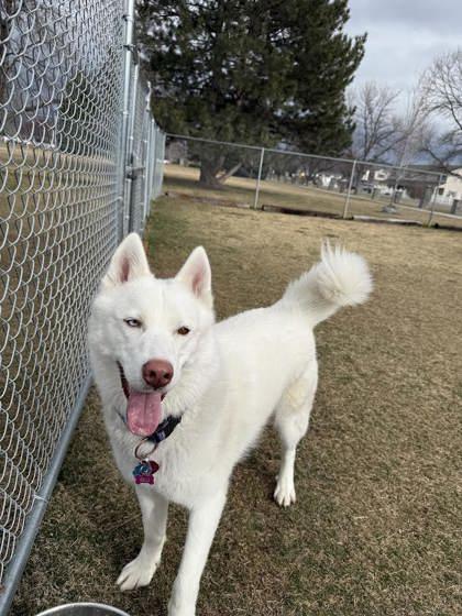 Enlarge Blu, an adoptable Siberian Husky in Hamilton, MT image 6/6